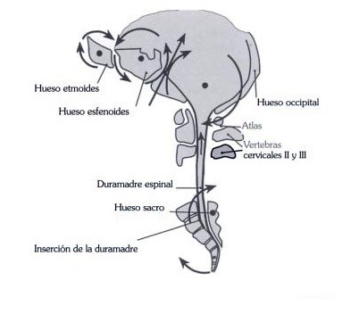 FISIOTERAPIA Y OSTEOPATIA: TERAPIA CRANEO SACRA