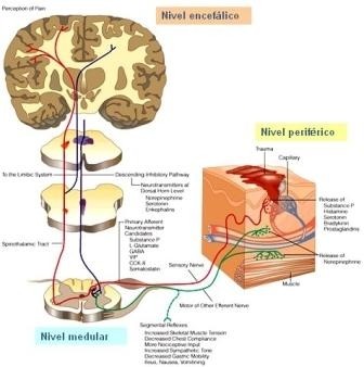 FISIOTERAPIA Y DOLOR CRÓNICO: UNA ENTIDAD PROPIA