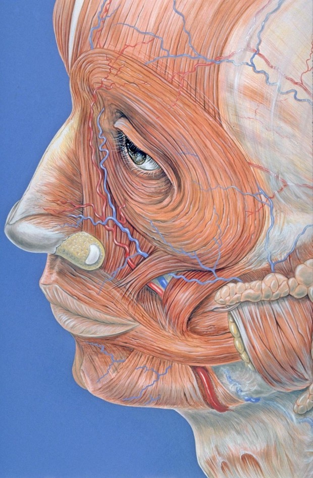 FISIOTERAPIA OROFACIAL: SISTEMA ESTOMATOGNÁTICO