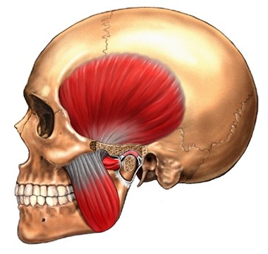 QUÉ ES LA FISIOTERAPIA OROFACIAL