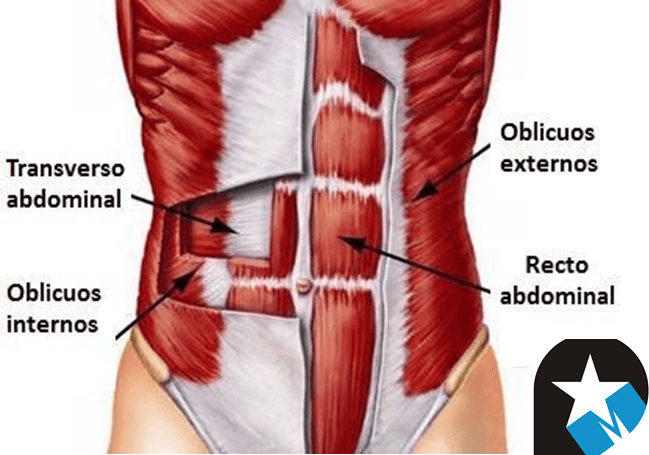 Musculatura abdominal: Función e Importancia