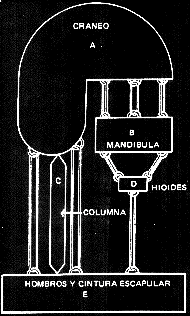 ESQUEMA DE BRODIE