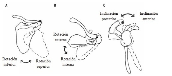 DOLOR DE HOMBRO: DISCINESIS ESCAPULAR