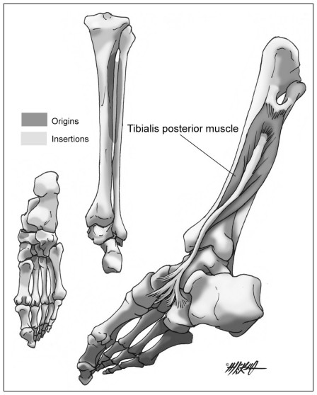 FISIOTERAPIA DEPORTIVA: MÚSCULO TIBIAL POSTERIOR