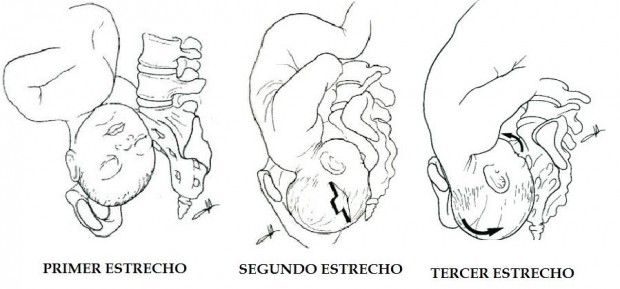 FISIOTERAPIA OBSTÉTRICA: EL CANAL DEL PARTO