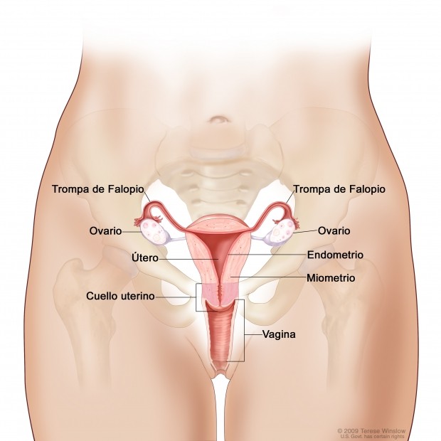 OSTEOPATIA GINECOLÓGICA