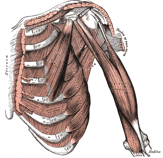 FISIOTERAPIA EN EL HOMBRO: MÚSCULO BÍCEPS BRAQUIAL