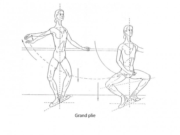 ANATOMÍA DEL TENDÓN