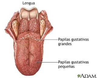 FISIOTERAPIA OROFACIAL: LA LENGUA Y SU POSICIÓN