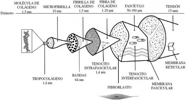 BIOMECÁNICA DEL TENDÓN