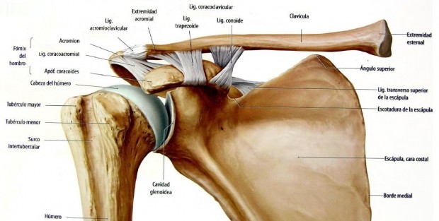 PRÓTESIS DE HOMBRO – PRÓTESIS DE LA CABEZA DEL HÚMERO