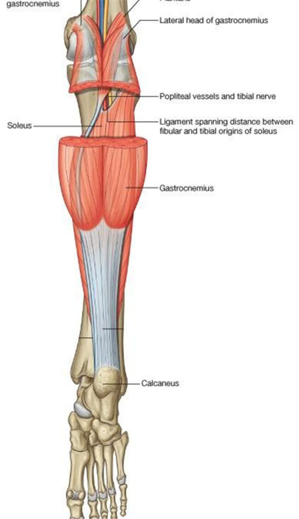 anatomía del sóleo