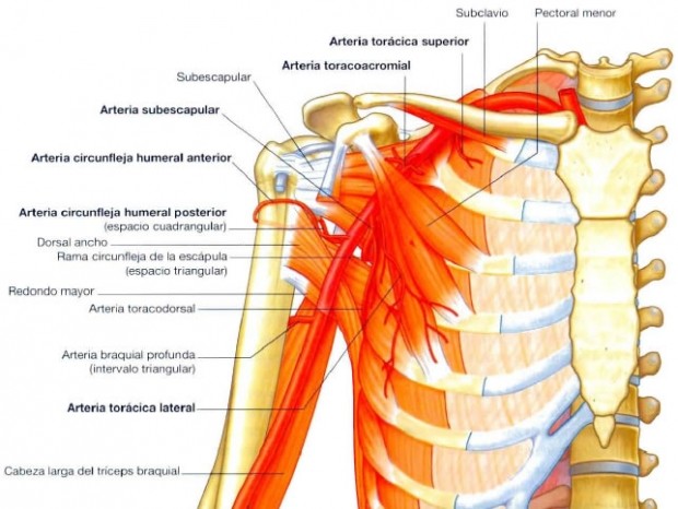 FISIOTERAPIA EN EL COMPLEJO DEL HOMBRO: MÚSCULO PECTORAL MENOR