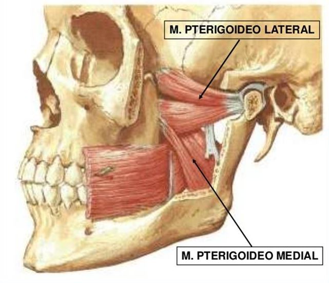 FISIOTERAPIA EN LA ARTICULACIÓN TEMPOROMANDIBULAR (ATM). MÚSCULOS TEMPORAL, PTERIGOIDEO MEDIAL Y PTERIGOIDEO LATERAL