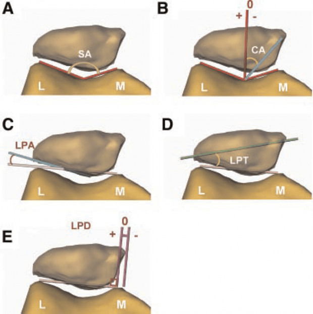 ANATOMÍA, BIOMECÁNICA Y FUNCIÓN DE LA RÓTULA