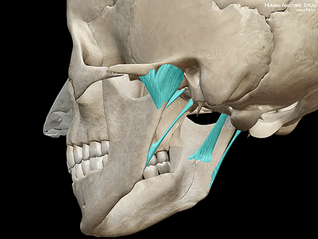 ANATOMÍA DE LA ARTICULACION TEMPOROMANDIBULAR