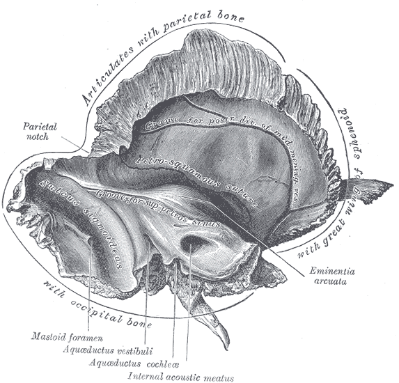 Anatomía del hueso temporal