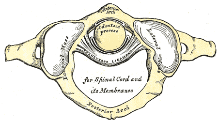 CERVICALES ALTAS: ANATOMÍA