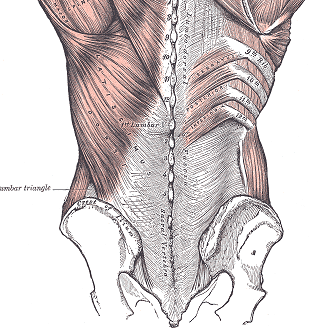 ANATOMÍA Y FUNCIÓN DE LA FASCIA TORACOLUMBAR, ¿QUÉ ES?