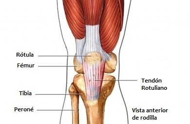 Tendinopatías: tendinosis o tendinitis