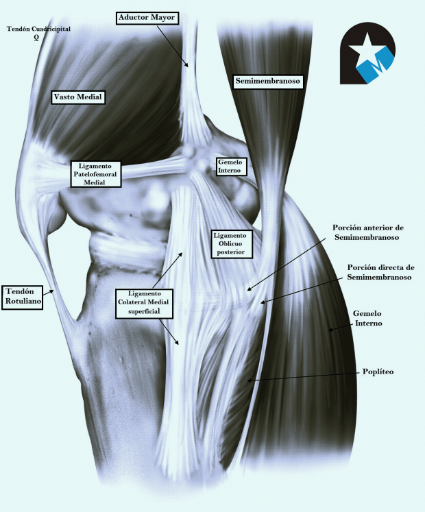 El aparato extensor de la rodilla