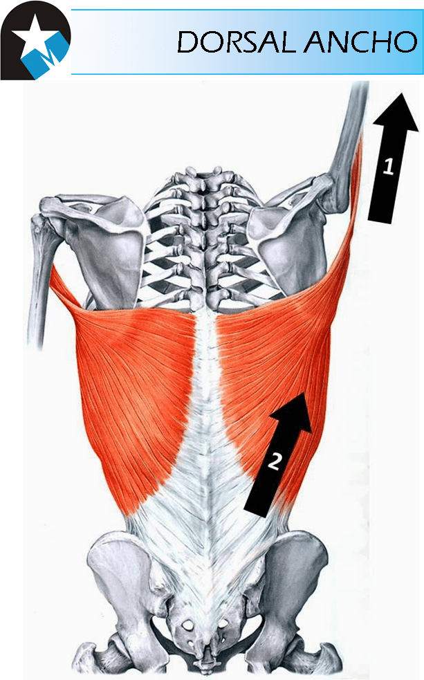 EL DORSAL ANCHO Y SU RELACIÓN LUMBO – PÉLVICA