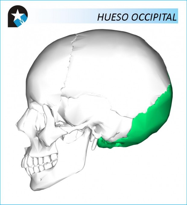 ANATOMÍA: Hueso Occipital