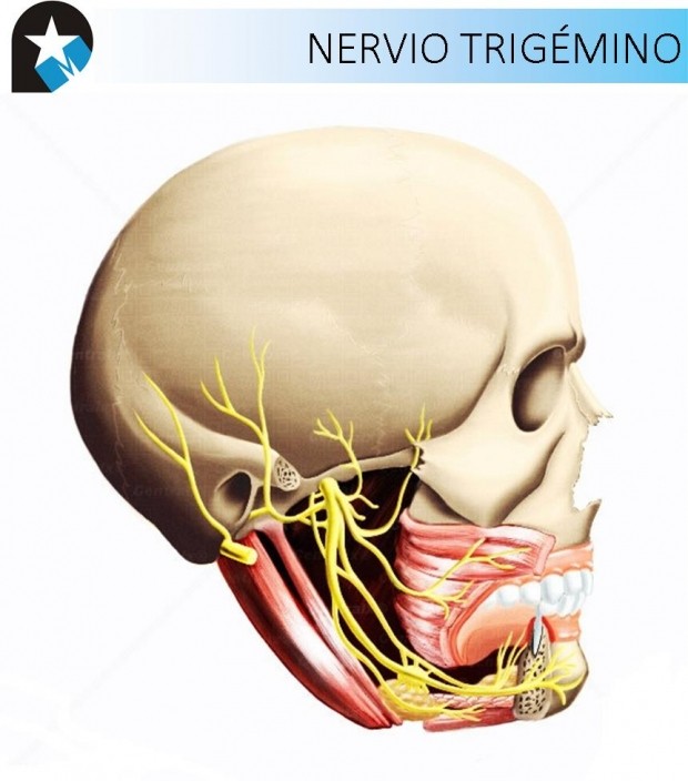 RECORRIDO ANATÓMICO DEL NERVIO TRIGÉMINO