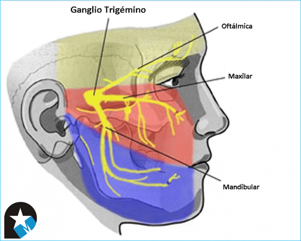 Nervio trigémino: qué es, cuál es su función y qué ramas tiene