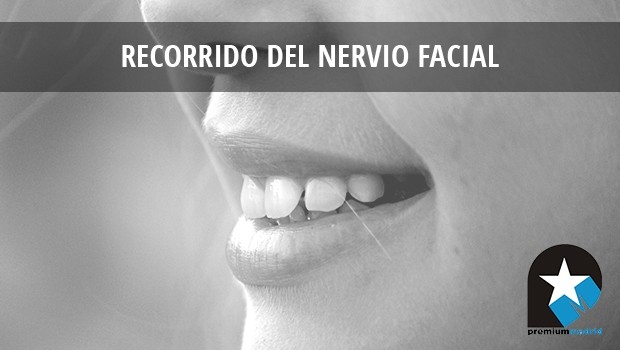 Recorrido del nervio facial