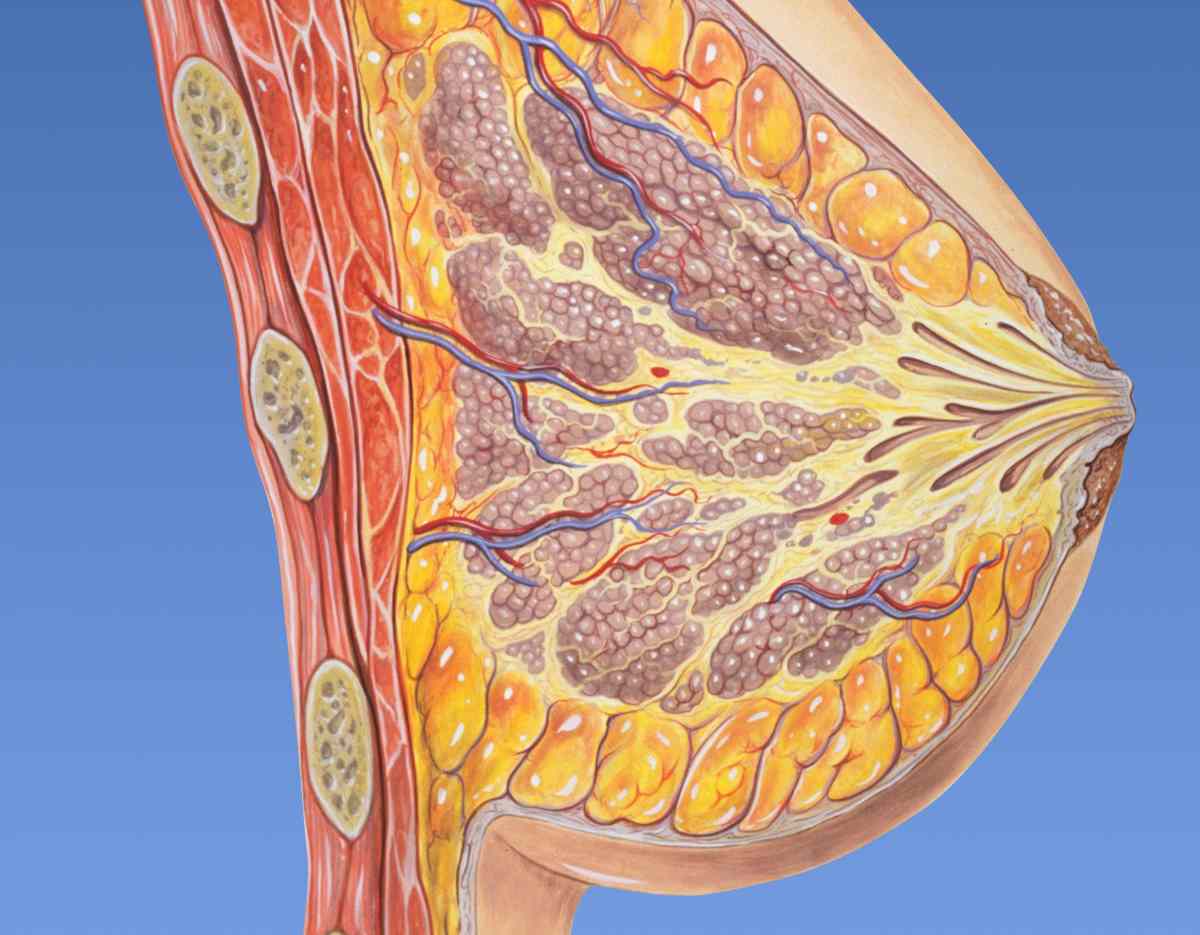 Drenaje linfático en la prevención y el tratamiento de la mastitis