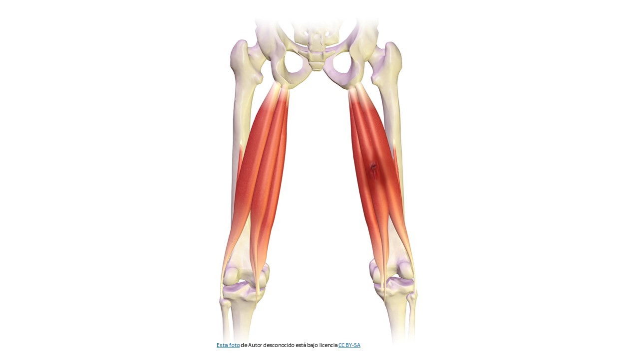 Rotura de Isquiotibiales y Bíceps Femoral- Tratamiento