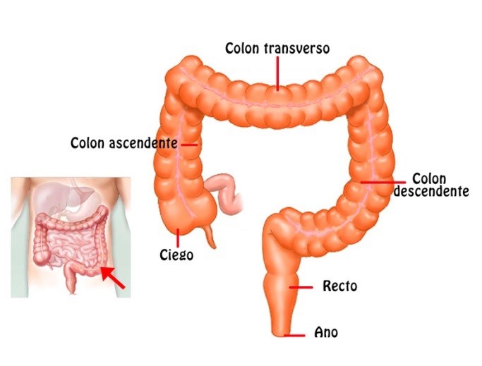 proceso defecación