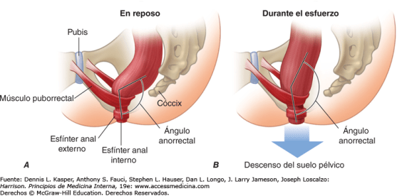 continencia fecal