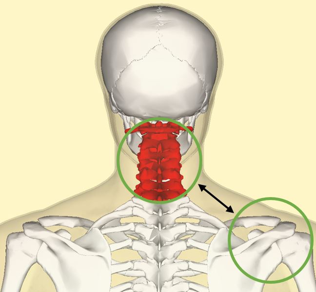 Implicación de la columna cervical en el dolor de hombro