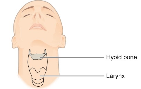 Fisioterapia orofacial: el hueso hioides