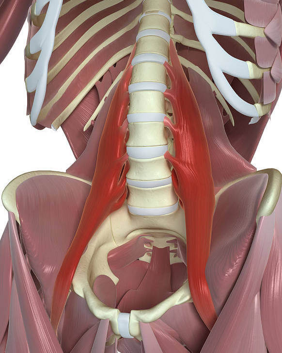 Músculo Psoas Mayor: función y acción