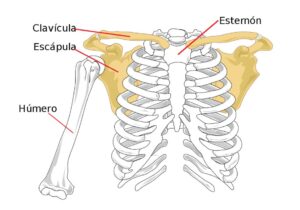 FISIOTERAPIA Y ANATOMÍA DEL HOMBRO: ARTICULACIÓN ESCÁPULO – HUMERAL