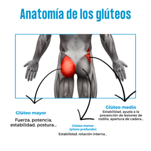 anatomía glúteos