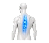 Dorsal